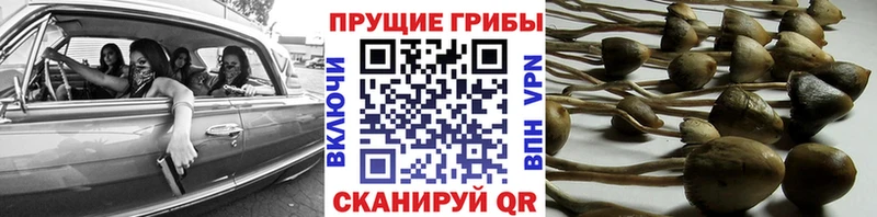 Галлюциногенные грибы Cubensis Невель
